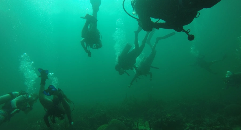 A group of scuba divers appear above the camera, along with their bubbles